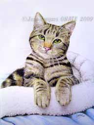 Robin portrait de jeune chat 24 x 30 cm dessin aux crayons